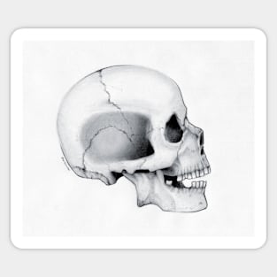 Skull Sticker